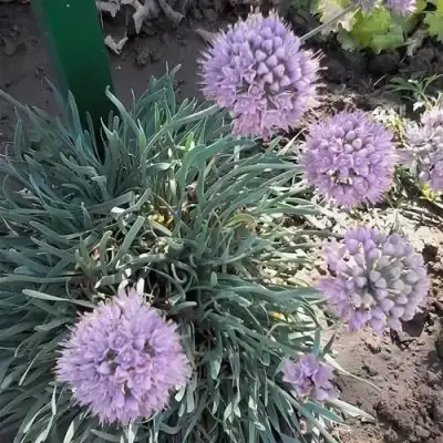 Лук СПИРАЛИС горный в Бресте