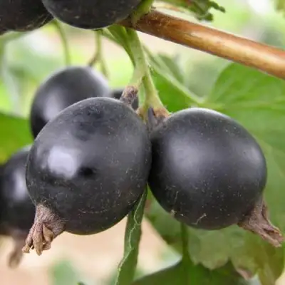 ЙОШТА в Бресте