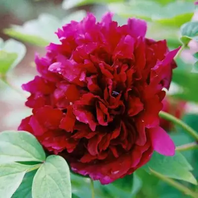 Пион ГАЛАКТИКА травянистый в Бресте