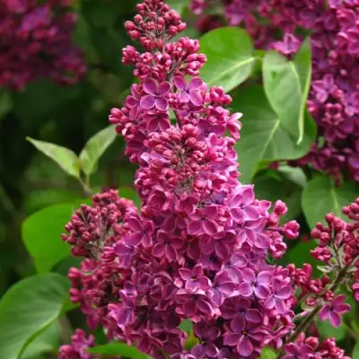 Сирень ЗНАМЯ ЛЕНИНА в Бресте