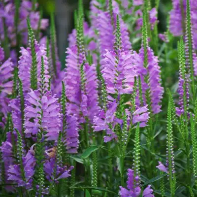 Физостегия РОЗЕЯ виргинская в Бресте