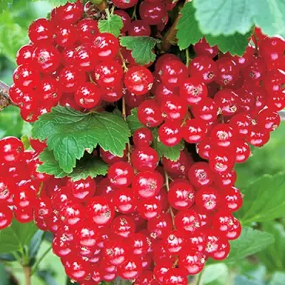 Смородина красная РУДНЕУС в Бресте