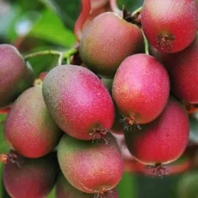 Актинидия ВЕЙКИ аргута в Бресте