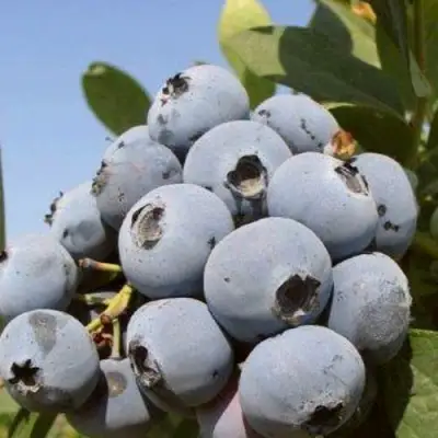 Голубика ЦУКЕР ТРАУБЕ в Бресте