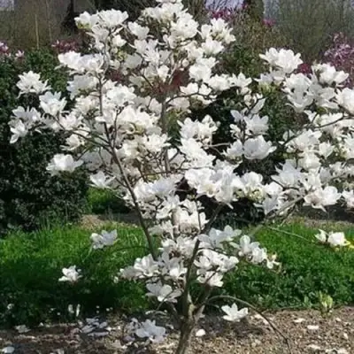 Магнолия АЛЬБА СУПЕРБА в Бресте