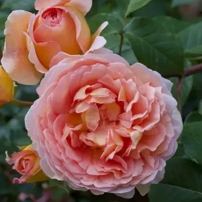 Роза АБРАХАМ ДЕРБИ английская в Бресте