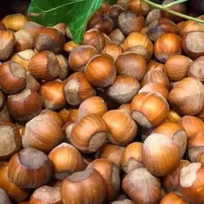 Фундук ТОНДА ДЖИФФОНИ в Бресте