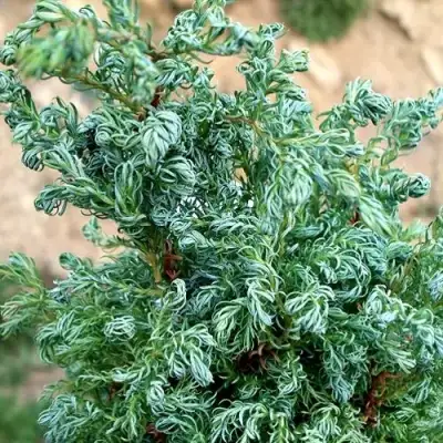 Кипарисовик БЕБИ БЛЮ горохоплодный в Бресте