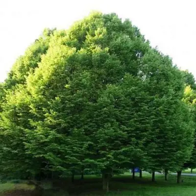 Граб японский в Бресте