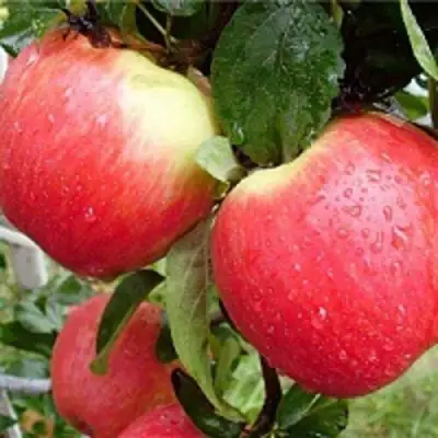 Яблоня ЖЕНЕВА (ЖЕНЕВА ЭРЛИ) в Бресте