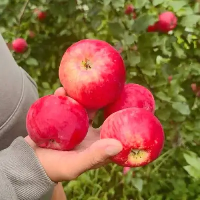 Яблоня АКСЕНА в Бресте