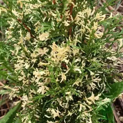 Туя БРАБАНТ ВАРИЕГАТТА западная в Бресте