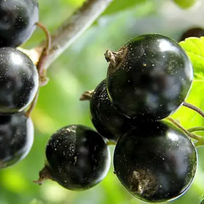 Смородина чёрная ЦЕРЕРА в Бресте