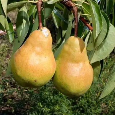 Груша ДЮШЕС ЛЕТНИЙ в Бресте