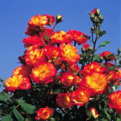 Роза ТАЙФУН спрей в Бресте