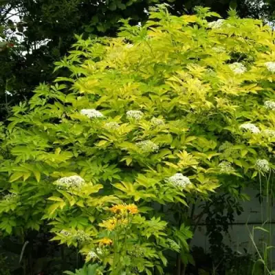 Бузина черная АУРЕА в Бресте