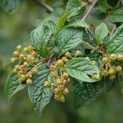 Кизильник пузырчатый в Бресте