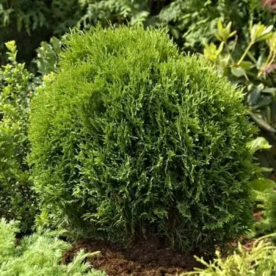 Туя ТИНИ ТИМ западная в Бресте