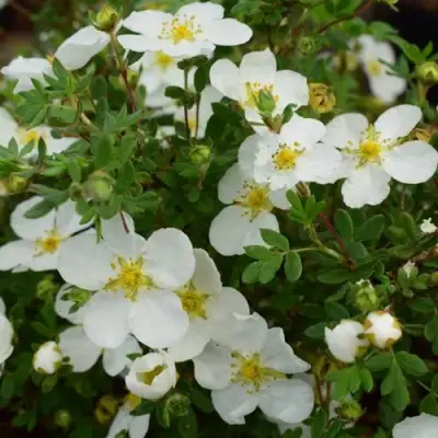 Лапчатка АББОТСВУД кустарниковая в Бресте