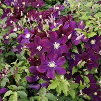 Клематис ГЕРОИ ВАРШАВЫ в Бресте