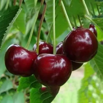 Вишня ЖАДАНА в Бресте