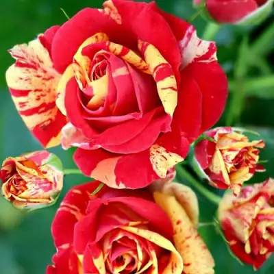 Роза ФАЙЕР ФЛЕШ спрей в Бресте