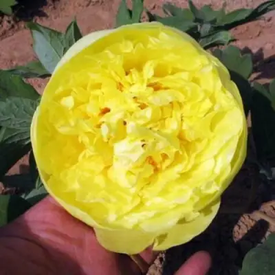 Пион ЗОЛОТО ПОДНЕБЕСНОЙ древовидный в Бресте