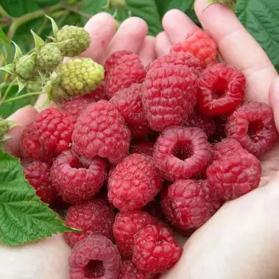 Малина МОЛЛИНГ ДЖУНО в Бресте