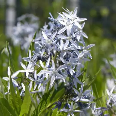 Амсония ТАБЕРНЕМОНТАНА в Бресте