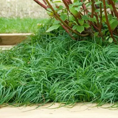 Осока БИТЛЗ в Бресте