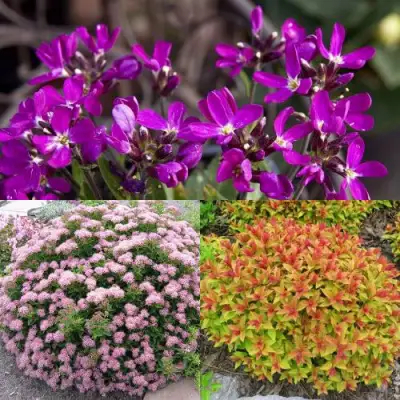 Комплект ЯПОНСКИЙ САД в Бресте