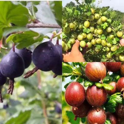 Комплект КРЫЖОВНИК MIX в Бресте