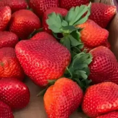 Клубника МОНТЕРЕЙ ремонтантная в Бресте