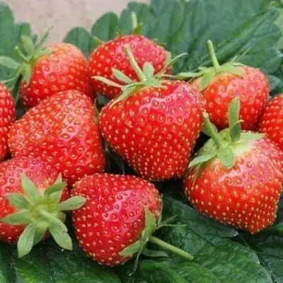 Клубника ЭЛЬСАНТА в Бресте