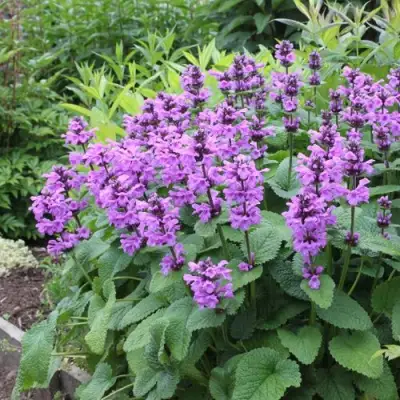 Буквица крупноцветковая в Бресте