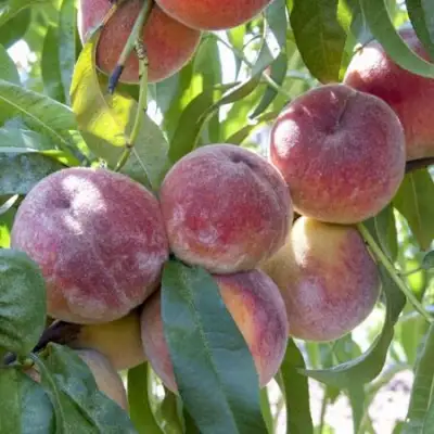 Персик ЗАРМЕНЮ в Бресте