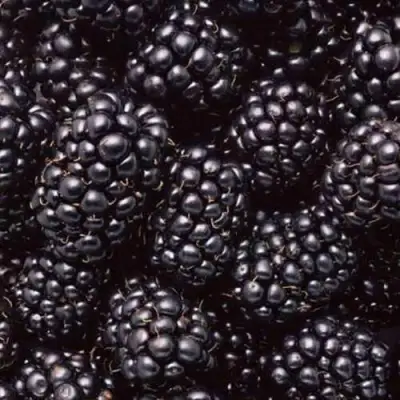 Ежевика ОРКАН бесшипная  в Бресте