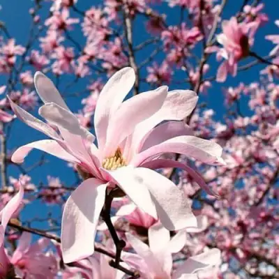 Магнолия РОЗЕЯ в Бресте