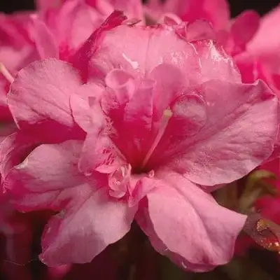 Азалия РОКОКО японская в Бресте