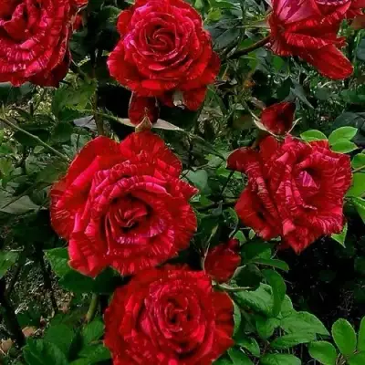 Роза РЕД ИНТУИШН чайно-гибридная в Бресте