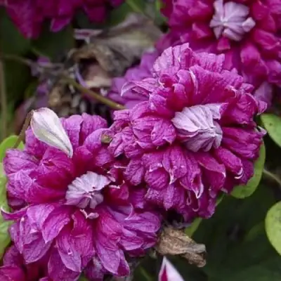 Клематис ПУРПУРЕА ПЛЕНА ЭЛЕГАНС в Бресте