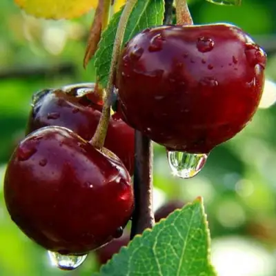 Вишня ЛАСУХА в Бресте