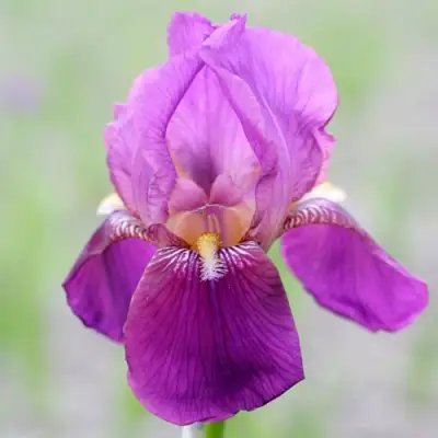 Ирис ИМПЕРАТОР бородатый в Бресте