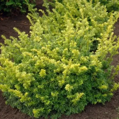 Тис ЭЛЕГАНТИССИМА ягодный в Бресте