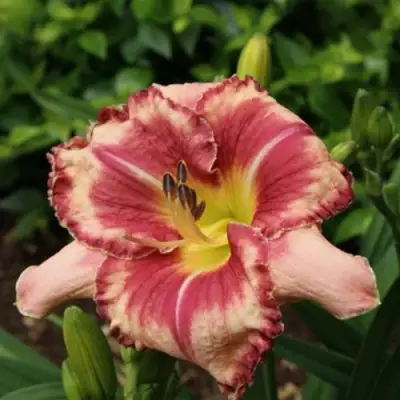 Лилейник АУТСТАНДИНГ гибридный в Бресте