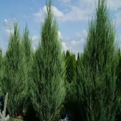 Можжевельник СКАЙРОКЕТ  скальный в Бресте