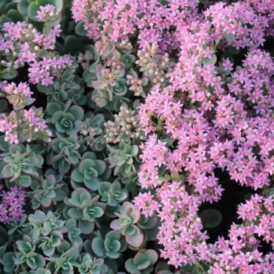 Очиток (седум) САНСПАРКЛЕР ЛАЙМ ЗИНГЕР в Бресте