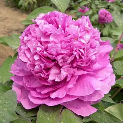 Пион ОРНАМЕНТ древовидный в Бресте