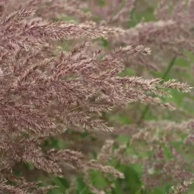 Вейник КАРЛ ФОРСТЕР остроцветковый в Бресте