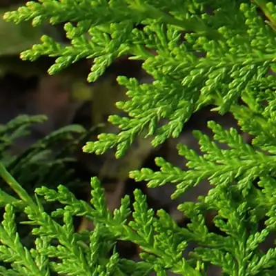 Туя восточная в Бресте